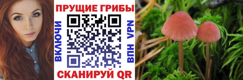 Купить  Рыльск  Псилоцибиновые грибы Magic Shrooms 